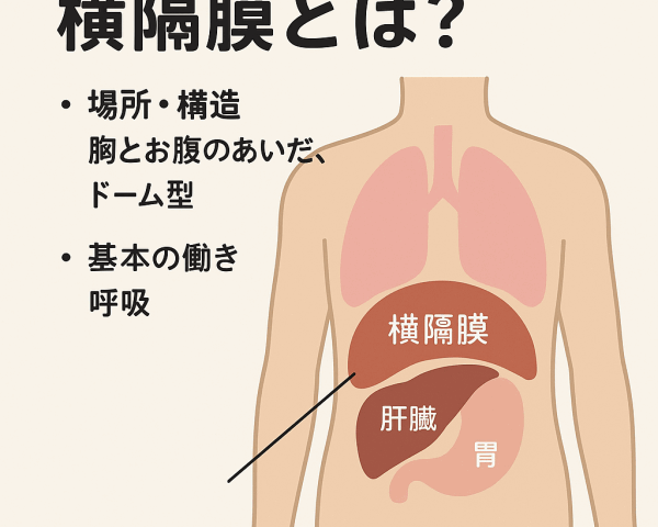 もしかして「横隔膜」が硬くなってる？意外な身体の不調の原因と永福町での改善法